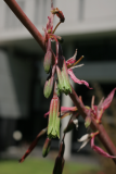 Beschorneria yuccoides 'Quicksilver' RCP6-2014 212.JPG